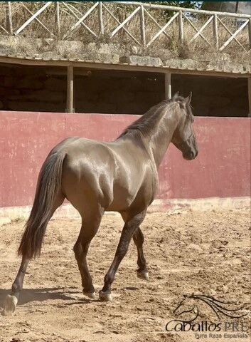 Wundervoller  Grullo farbener PSL Wallach - 1.55 m, Thomas Adams (Caballos PRE), Konie na sprzedaż, Bell