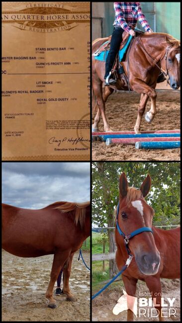 Wundervoller Quarter Horse Wallach sucht *****Zuhause, V. Weyrauch , Konie na sprzedaż, Memmingen , Image 9