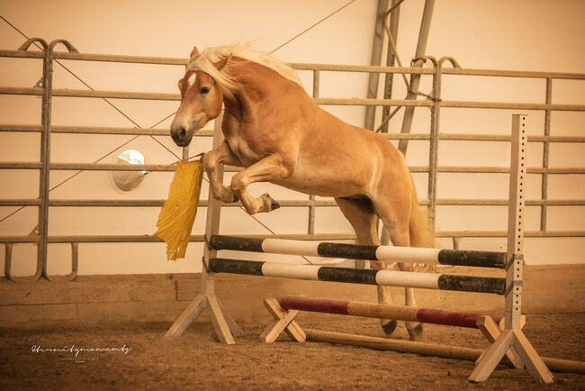 Wundervoller Haflinger Wallach, Johanna , Konie na sprzedaż, Schwarzenberg