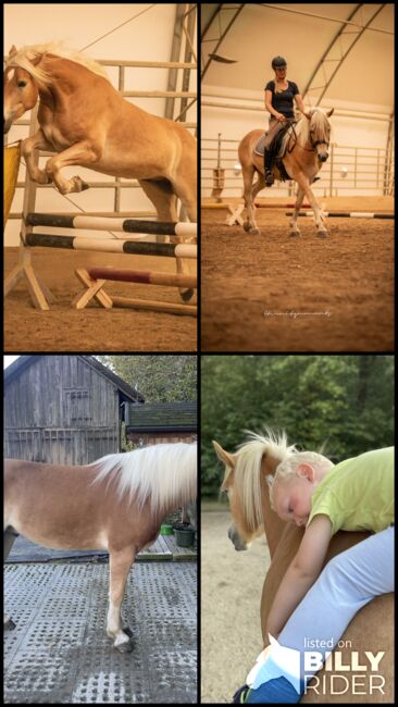 Wundervoller Haflinger Wallach, Johanna , Konie na sprzedaż, Schwarzenberg, Image 6