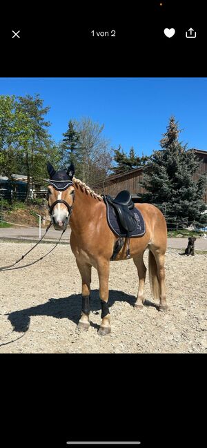 Wundervoller Haflinger Wallach, Sina, Konie na sprzedaż, Berlin