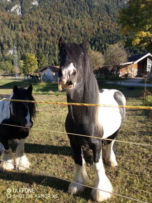 Wunder schöner Tinker Wallach sucht neues Zuhause, Maier Elisabeth, Konie na sprzedaż, Mittenwald, Image 7