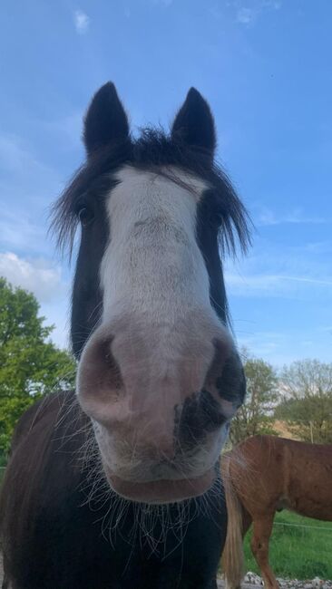 Reitbetriligung am Verlasspferd, Zeuge , Horse Sharing
, Nottuln