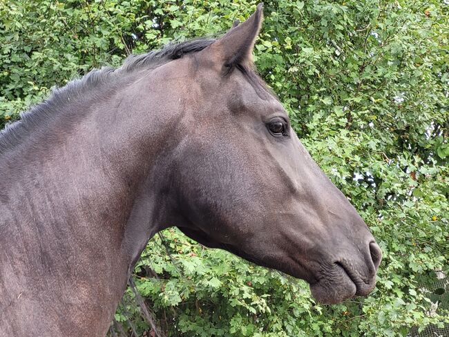 Pflegebeteiligung mit späterer Möglichkeit zur Reitbeteiligung, Antje Wildmann , Horse Sharing
, Nieder-Wiesen 