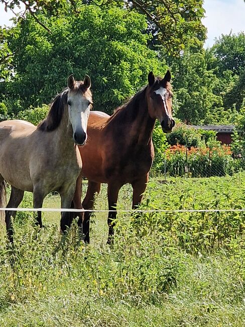 Reitbeteiligung (Pferd sucht Reiter), Jassi , Horse Sharing
, Gnoien