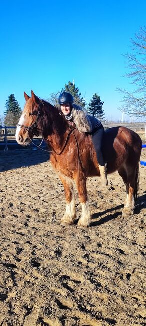 Reitbeteiligung auf Goldjungem, Nadine , Horse Sharing
, Nemsdorf-Göhrendorf