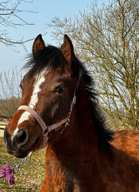 Vielseitiger Quarter Horse Stutjährling mit tollem Charakter, Kerstin Rehbehn (Pferdemarketing Ost), Konie na sprzedaż, Nienburg, Image 8