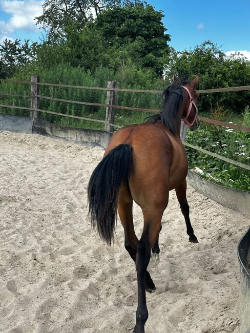 Vielseitiger Quarter Horse Stutjährling mit tollem Charakter, Kerstin Rehbehn (Pferdemarketing Ost), Konie na sprzedaż, Nienburg, Image 8