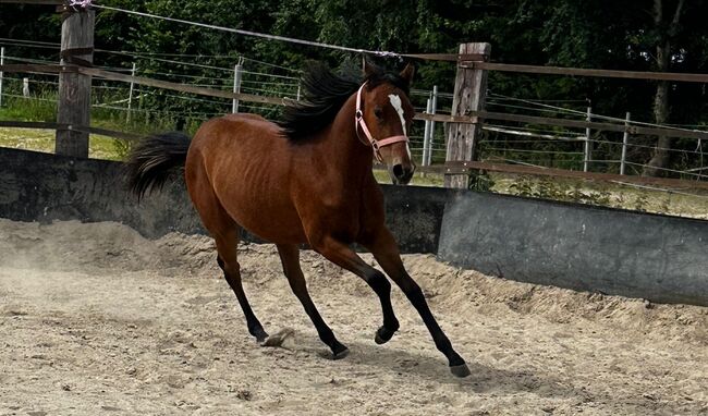 Vielseitiger Quarter Horse Stutjährling mit tollem Charakter, Kerstin Rehbehn (Pferdemarketing Ost), Konie na sprzedaż, Nienburg, Image 9