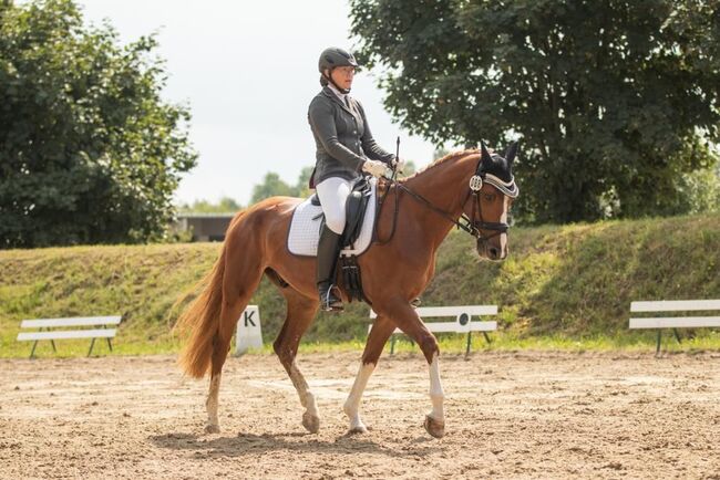 vielseitiger, gut erzogener Warmblut Wallach, Kerstin Rehbehn (Pferdemarketing Ost), Konie na sprzedaż, Nienburg, Image 4