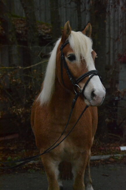 Vielseitiger, gefahrener Haflinger sucht neues Zuhause, F.L, Konie na sprzedaż, Würzburg