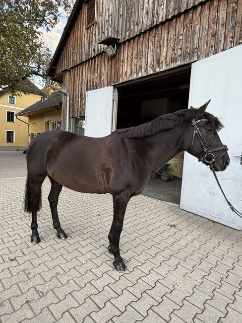 Vielseitiges Lehrpony für Freizeit und Turnier!!, Zara, Konie na sprzedaż, Föhrenau