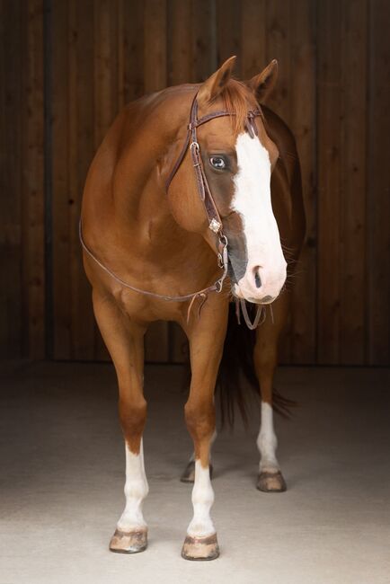Vielseitiger Quarter Horse Wallach mit tollem Mind, Kerstin Rehbehn (Pferdemarketing Ost), Konie na sprzedaż, Nienburg, Image 7