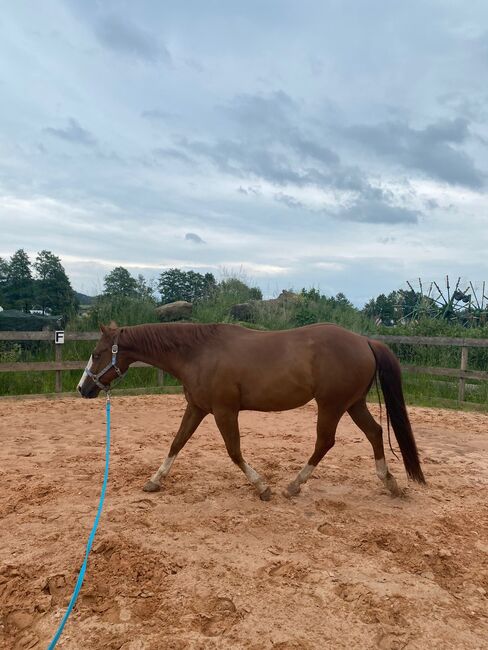 Vielseitiger Quarter Horse Wallach mit tollem Mind, Kerstin Rehbehn (Pferdemarketing Ost), Konie na sprzedaż, Nienburg, Image 8