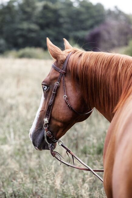Vielseitiger Quarter Horse Wallach mit tollem Mind, Kerstin Rehbehn (Pferdemarketing Ost), Konie na sprzedaż, Nienburg, Image 4