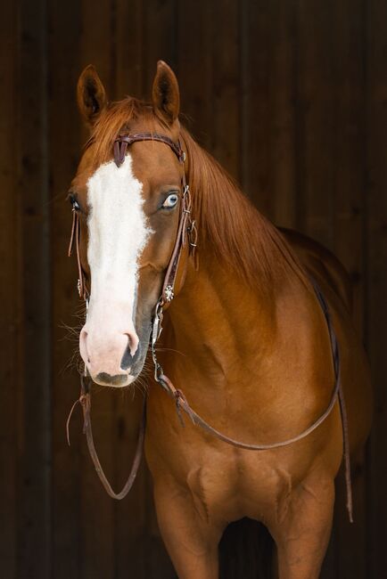 Vielseitiger Quarter Horse Wallach mit tollem Mind, Kerstin Rehbehn (Pferdemarketing Ost), Konie na sprzedaż, Nienburg, Image 3