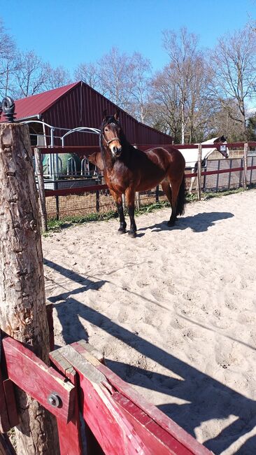 Allrounder sucht Bestplatz Friese mal Kaltimix, Stefanie , Konie na sprzedaż, Westoverledingen, Image 4