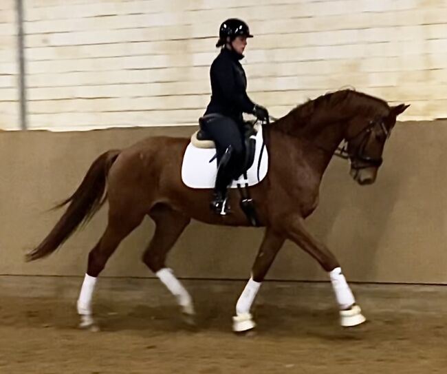 Allrounder mit Charakter aus Gold, Yvonne, Konie na sprzedaż, Reinstorf