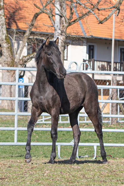 Wunderhübsche PRE Stute, Nováková , Pferd kaufen, Nova Bystrice 