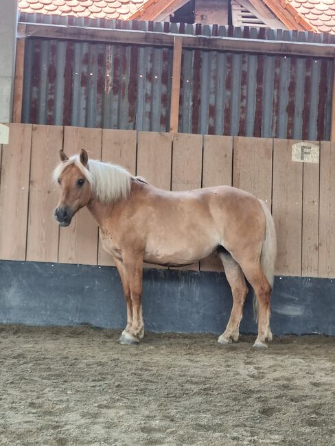 Wunderschöne 16 Jährige Haflinger / Fjord, Laura, Pferd kaufen, Straden, Abbildung 2