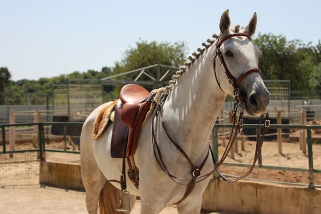 Wunderschöne 5 jähriger Lusitano Stute zu verkaufen, Manuela Renz , Pferd kaufen, Silves