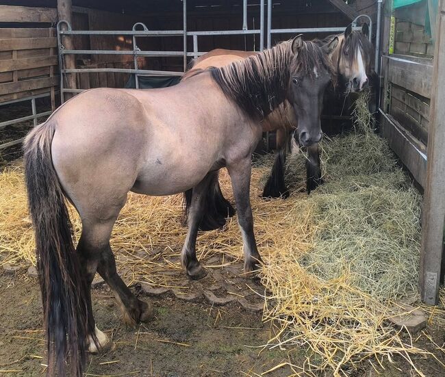 Wunderschöne Appaloosa Mix in Grulla Mouse Dun, Tina, Pferd kaufen, Calden