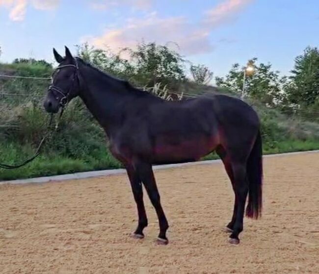 Wunderschöne Dressur Prinzessin mit top Abstammung, Pamela, Pferd kaufen, St. Pölten 