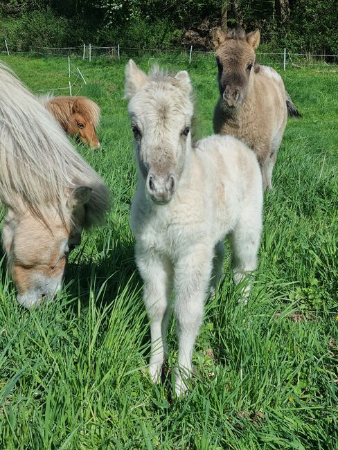 Wunderschöne Hengstfohlen Partbred Shetty Falbe, Nadine  (Shettyzucht Frechdachs ), Pferd kaufen, Heringen, Abbildung 3