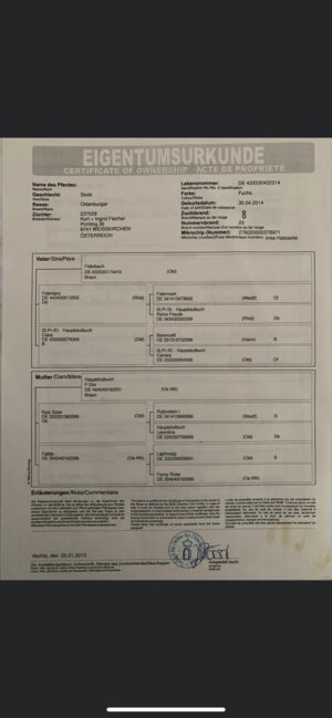 Wunderschöne Oldenburger Stute, Sophie TSCHARNIG , Pferd kaufen, St.Blasen, Abbildung 4