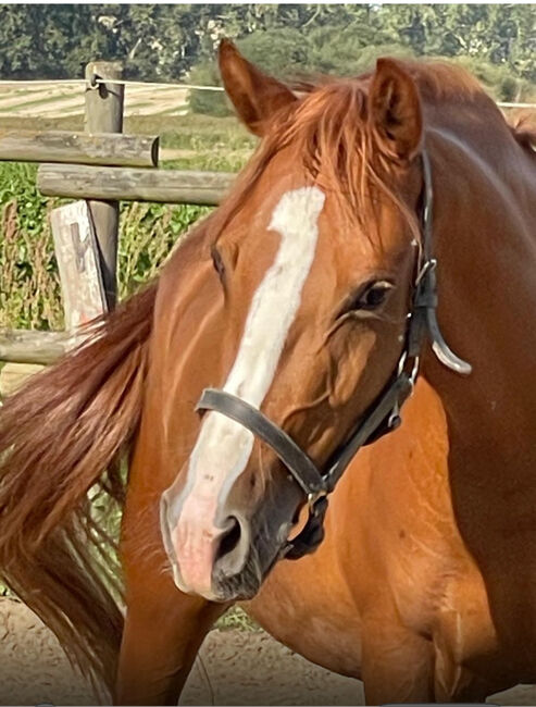 Wunderschöne Pony Stute Tragend Dressur Springen Vitalis, Kat, Pferd kaufen, Münstermaifeld, Abbildung 11