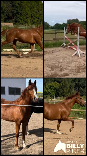 Wunderschöne Pony Stute Tragend Dressur Springen Vitalis, Kat, Pferd kaufen, Münstermaifeld, Abbildung 13