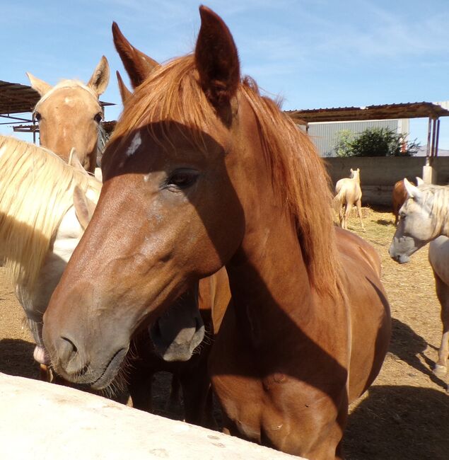 Wunderschöne PRE Fuchs Stute mit Sternabzeichen, Post-Your-Horse.com (Caballoria S.L.), Horses For Sale, Rafelguaraf