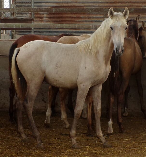 Wunderschöne PRE Schimmel Stute, Post-Your-Horse.com (Caballoria S.L.), Konie na sprzedaż, Rafelguaraf