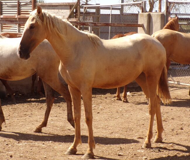 Wunderschöne PRE Stute mit tollem Abzeichen, Post-Your-Horse.com (Caballoria S.L.), Horses For Sale, Rafelguaraf