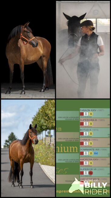 Wunderschöne PRE Stute „Novia AH“, Yeguada Wiesca (Angelika Willms), Pferd kaufen, Ruppichteroth , Abbildung 9