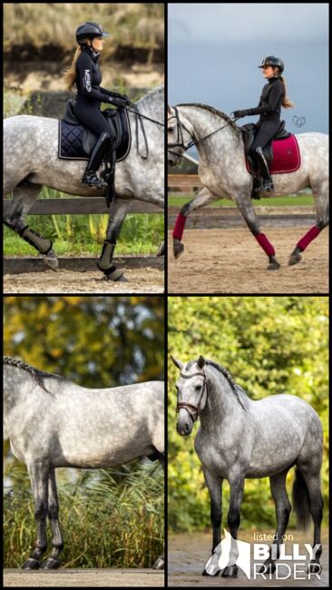 Wunderschöne PRE Wallach sucht seinen Herzensmenschen, Devoto, Horses For Sale, Anzing, Image 8