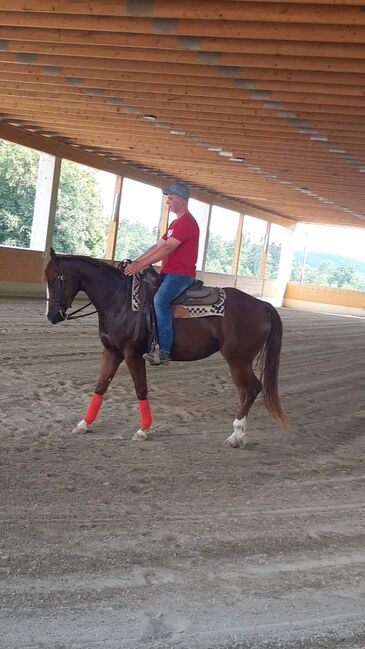 Wunderschöne Quarter Horse Stute, Muster Benjamin , Horses For Sale, Gamlitz, Image 2