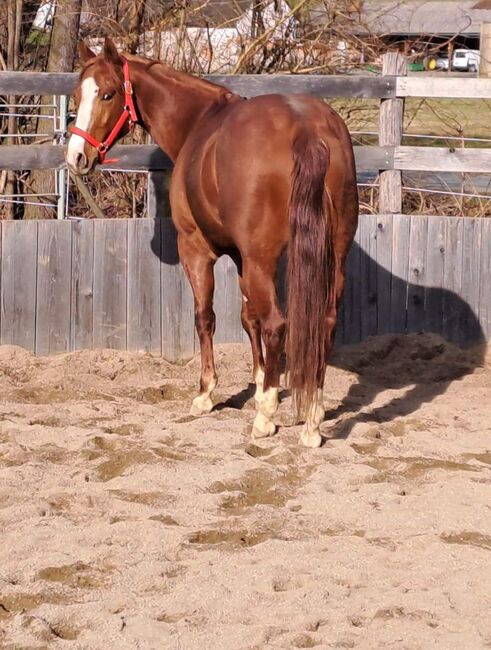 Wunderschöne Quarter Horse Stute, Muster Benjamin , Pferd kaufen, Gamlitz, Abbildung 3