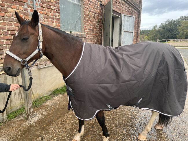 Wunderschöne Regendecke von Amigo Horseware, Horseware Amigo Bravo 12, Susanne Bröker, Pferdedecken, Bad Honnef, Abbildung 4