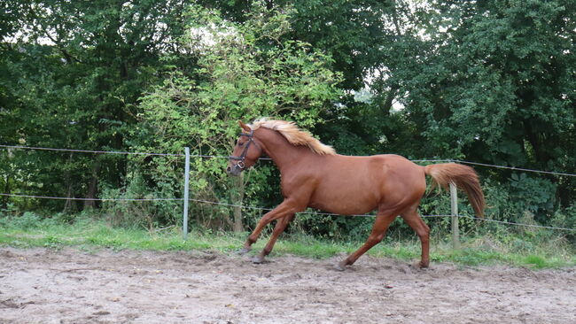 Wunderschöne Stute, Hilbig Christopher , Horses For Sale, Schlichting, Image 4