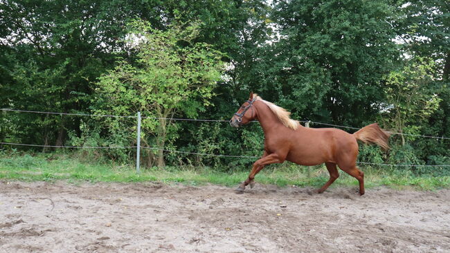 Wunderschöne Stute, Hilbig Christopher , Horses For Sale, Schlichting, Image 5