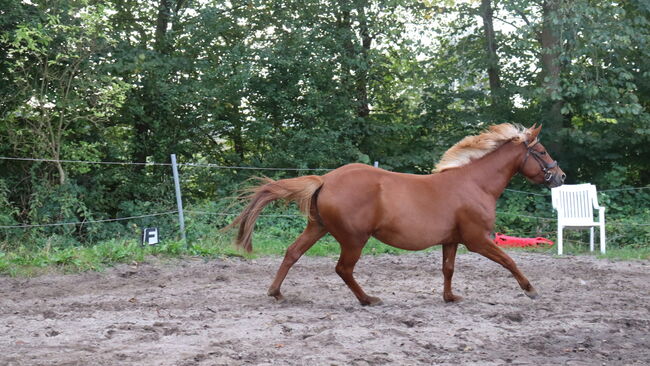 Wunderschöne Stute, Hilbig Christopher , Horses For Sale, Schlichting, Image 8