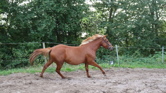 Wunderschöne Stute, Hilbig Christopher , Horses For Sale, Schlichting, Image 10