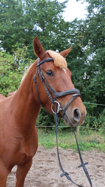 Wunderschöne Stute, Hilbig Christopher , Horses For Sale, Schlichting, Image 10