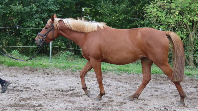 Wunderschöne Stute, Hilbig Christopher , Horses For Sale, Schlichting, Image 5