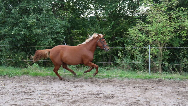 Wunderschöne Stute, Hilbig Christopher , Horses For Sale, Schlichting, Image 8