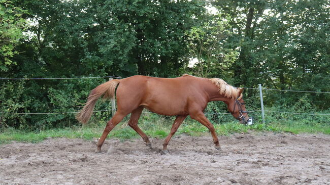 Wunderschöne Stute, Hilbig Christopher , Horses For Sale, Schlichting, Image 9