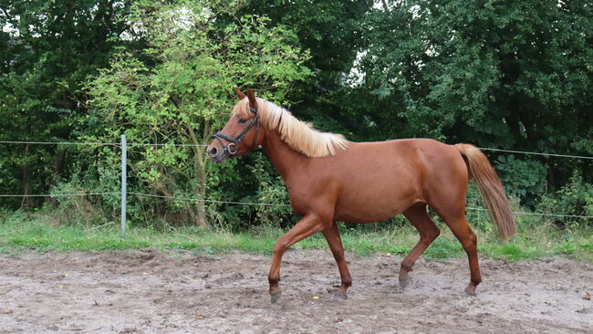 Wunderschöne Stute, Hilbig Christopher , Horses For Sale, Schlichting, Image 4