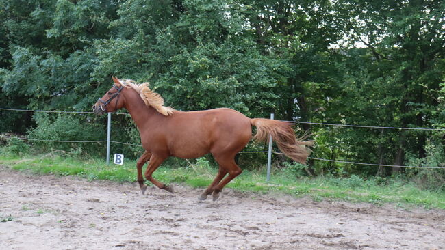 Wunderschöne Stute, Hilbig Christopher , Horses For Sale, Schlichting, Image 6