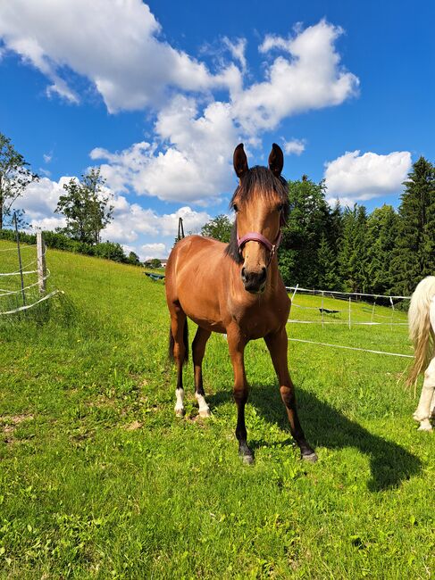 Wunderschöne Stute mit Top Springabstammung!!, Claudia, Pferd kaufen, Waldhausen im Strudengau 